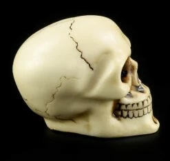 Totenkopf Schaltknauf - Knochenfarben -FIGUREN Verkäufe 10870 5 skull gear knob 5 1280x1280