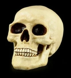 Totenkopf Spardose - Menschen Schädel -FIGUREN Verkäufe 11521 1 human skull 1 1280x1280