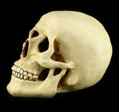 Totenkopf Spardose - Menschen Schädel -FIGUREN Verkäufe 11521 2 human skull 2 1280x1280