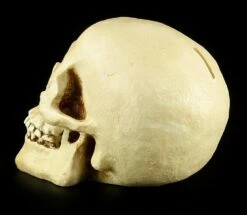 Totenkopf Spardose - Menschen Schädel -FIGUREN Verkäufe 11521 3 human skull 3 1280x1280