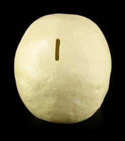 Totenkopf Spardose - Menschen Schädel -FIGUREN Verkäufe 11521 5 human skull 5 1280x1280