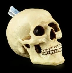 Totenkopf Spardose - Menschen Schädel -FIGUREN Verkäufe 11521 7 human skull 7 1280x1280