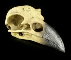 Alchemy The Vault - Raben Totenkopf -FIGUREN Verkäufe 11544 1 raben totenkopf 1 1280x1280