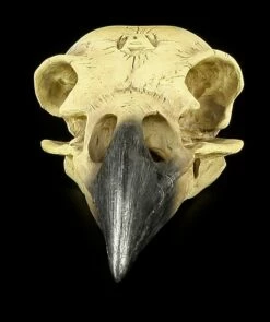 Alchemy The Vault - Raben Totenkopf -FIGUREN Verkäufe 11544 2 raben totenkopf 2 1280x1280