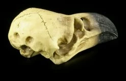 Alchemy The Vault - Raben Totenkopf -FIGUREN Verkäufe 11544 6 raben totenkopf 6 1280x1280