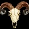 Totenkopf - Widder Schädel -FIGUREN Verkäufe 12404 0 rams skull 1280x1280