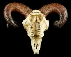 Totenkopf - Widder Schädel -FIGUREN Verkäufe 12404 1 rams skull 1 1280x1280