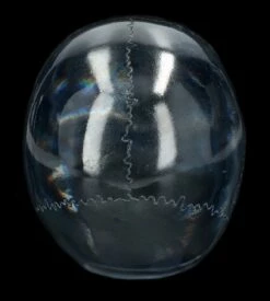 Durchsichtiger Totenkopf - Hellblau -FIGUREN Verkäufe 2D Ersatzbbilder FS14531 14 1280x1280