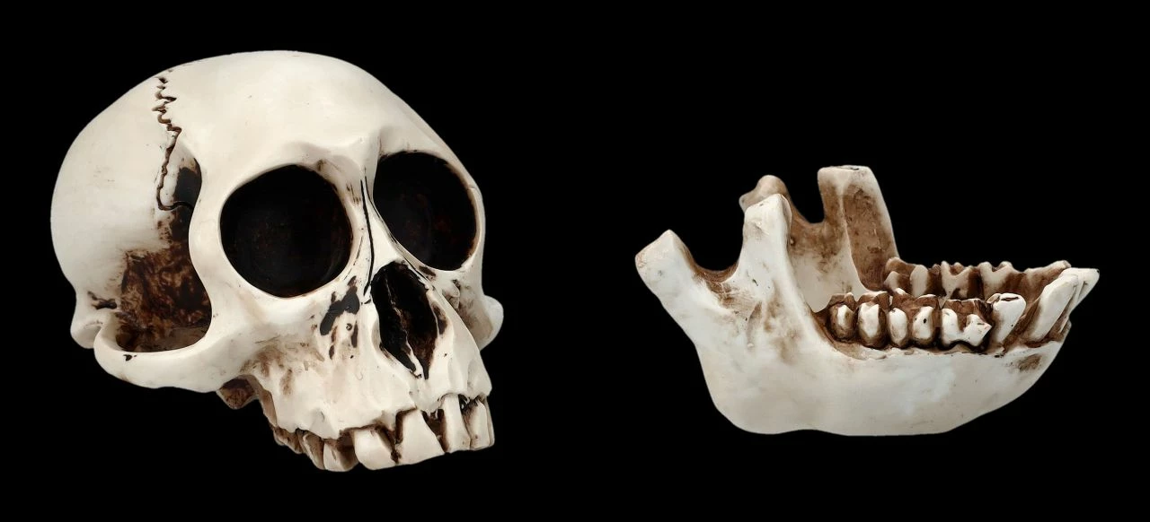 Affen Totenkopf Mit Beweglichem Unterkiefer 4 Affen Totenkopf Mit Beweglichem Unterkiefer – Bild 2