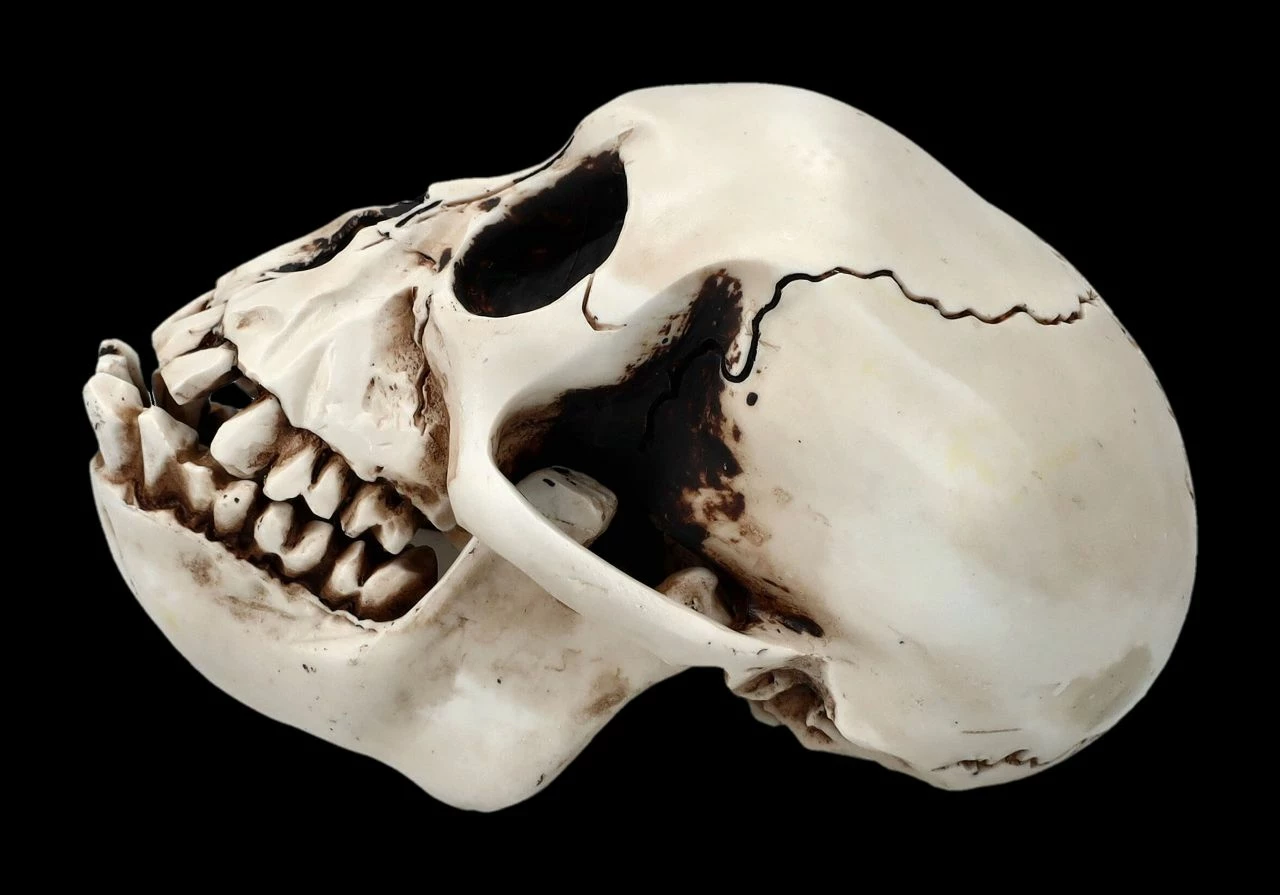 Affen Totenkopf Mit Beweglichem Unterkiefer 6 Affen Totenkopf Mit Beweglichem Unterkiefer – Bild 4