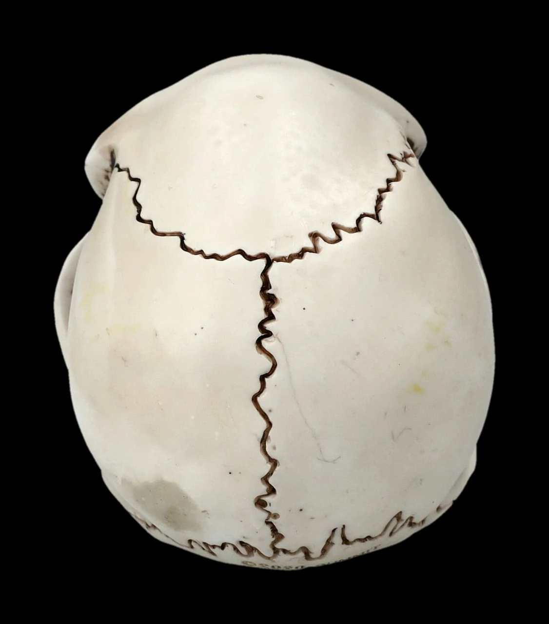 Affen Totenkopf Mit Beweglichem Unterkiefer 7 Affen Totenkopf Mit Beweglichem Unterkiefer – Bild 5