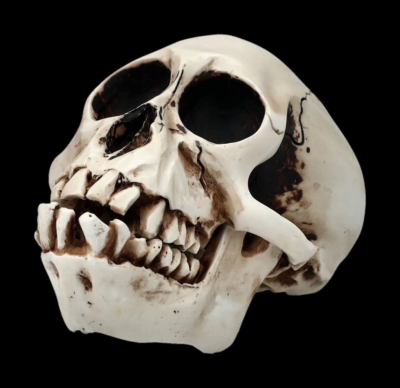 Affen Totenkopf Mit Beweglichem Unterkiefer 9 Affen Totenkopf Mit Beweglichem Unterkiefer – Bild 7