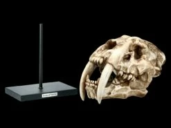 Säbelzahntiger Totenkopf Auf Metall Ständer -FIGUREN Verkäufe 2D FS21619 Saebelzahntiger Totenkopf auf Metall Staender 2 1280x1280