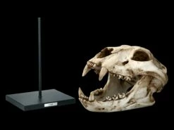 Löwen Totenkopf Auf Metall Ständer 9 Löwen Totenkopf Auf Metall Ständer -FIGUREN Verkäufe 2D FS21620 Loewen Totenkopf auf Metall Staender 2 1280x1280