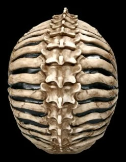 Totenkopf Figur - Spine Head By James Ryman -FIGUREN Verkäufe 2D FS22482 Totemkopf Figur Spine Head by James Ryman 3 1280x1280