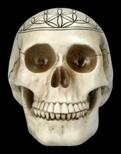Totenkopf - Heilige Geometrie - Blume Des Lebens 11 Totenkopf - Heilige Geometrie - Blume Des Lebens -FIGUREN Verkäufe 2D FS23021 Totenkopf Heilige Geometrie Blume des Lebens 2 1280x1280