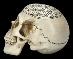 Totenkopf - Heilige Geometrie - Blume Des Lebens 12 Totenkopf - Heilige Geometrie - Blume Des Lebens -FIGUREN Verkäufe 2D FS23021 Totenkopf Heilige Geometrie Blume des Lebens 3 1280x1280
