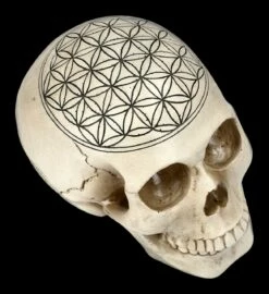 Totenkopf - Heilige Geometrie - Blume Des Lebens 10 Totenkopf - Heilige Geometrie - Blume Des Lebens -FIGUREN Verkäufe 2D FS23021 Totenkopf Heilige Geometrie Blume des Lebens 9 1280x1280