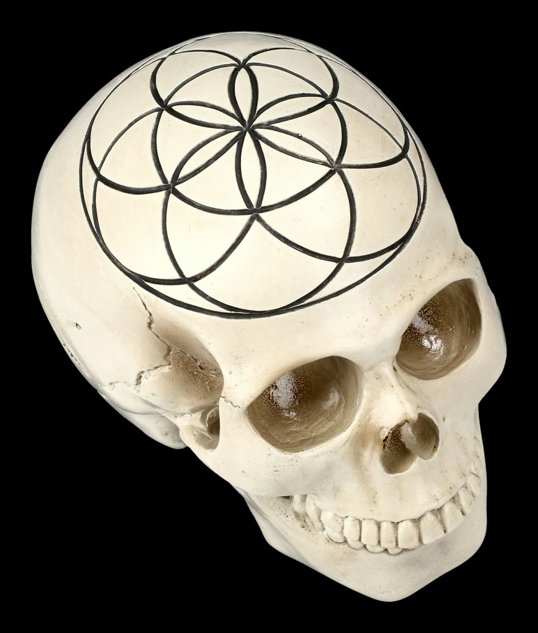 Totenkopf - Heilige Geometrie - Samen Des Lebens 4 Totenkopf - Heilige Geometrie - Samen Des Lebens – Bild 2