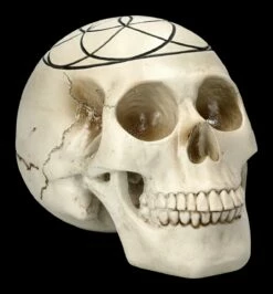 Totenkopf - Heilige Geometrie - Samen Des Lebens