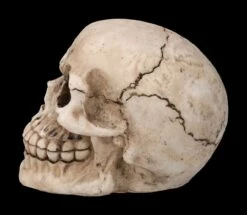 Totenkopf Figur - Witzbold 9 Totenkopf Figur - Witzbold -FIGUREN Verkäufe 2D FS23453 Totenkopf Figur Witzbold 21tW1Ed7hlWtLm 1280x1280