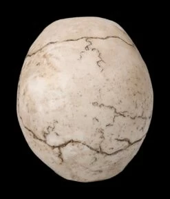 Totenkopf Figur - Witzbold 10 Totenkopf Figur - Witzbold -FIGUREN Verkäufe 2D FS23453 Totenkopf Figur Witzbold 31zDMVL5nN9vZI 1280x1280