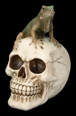 Totenkopf Mit Leguan -FIGUREN Verkäufe 2D FS23932 Totenkopf mit Leguan 6 1280x1280