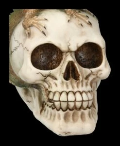Totenkopf Mit Leguan -FIGUREN Verkäufe 2D FS23932 Totenkopf mit Leguan 7 1280x1280