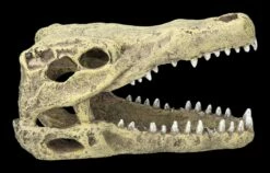 Aquarium Figur - Krokodilkopf M 12 Aquarium Figur - Krokodilkopf M -FIGUREN Verkäufe 2D FS24144 Aquarium Figur Krokodilkopf M 1 1280x1280