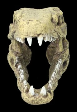 Aquarium Figur - Krokodilkopf M 11 Aquarium Figur - Krokodilkopf M -FIGUREN Verkäufe 2D FS24144 Aquarium Figur Krokodilkopf M 2 1280x1280