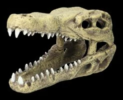 Aquarium Figur - Krokodilkopf M 10 Aquarium Figur - Krokodilkopf M -FIGUREN Verkäufe 2D FS24144 Aquarium Figur Krokodilkopf M 7 1280x1280