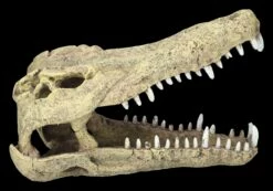 Aquarium Figur - Krokodilkopf L 12 Aquarium Figur - Krokodilkopf L -FIGUREN Verkäufe 2D FS24145 Aquarium Figur Krokodilkopf L 1Ce75paaQhnhIU 1280x1280