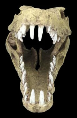 Aquarium Figur - Krokodilkopf L 11 Aquarium Figur - Krokodilkopf L -FIGUREN Verkäufe 2D FS24145 Aquarium Figur Krokodilkopf L 2pekL4vLUNxWc0 1280x1280