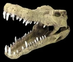 Aquarium Figur - Krokodilkopf L 10 Aquarium Figur - Krokodilkopf L -FIGUREN Verkäufe 2D FS24145 Aquarium Figur Krokodilkopf L 7zL1HYtFr2UPLe 1280x1280