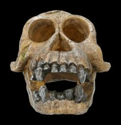 Aquarium Figur - Totenkopf Schimpanse 9 Aquarium Figur - Totenkopf Schimpanse -FIGUREN Verkäufe 2D FS24175 Aquarium Figur Totenkopf Schimpanse 1 1280x1280