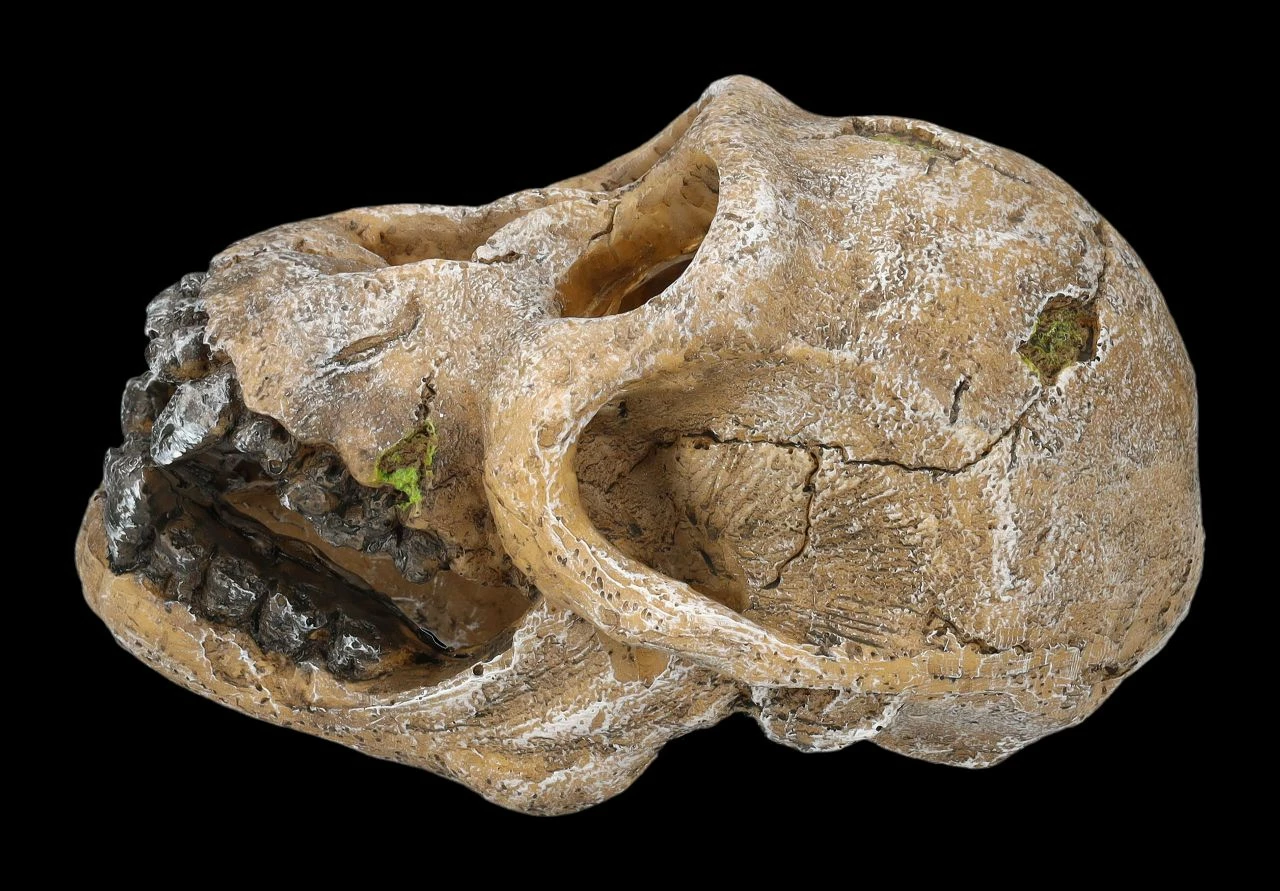 Aquarium Figur - Totenkopf Schimpanse 6 Aquarium Figur - Totenkopf Schimpanse – Bild 4