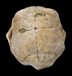 Aquarium Figur - Totenkopf Schimpanse 12 Aquarium Figur - Totenkopf Schimpanse -FIGUREN Verkäufe 2D FS24175 Aquarium Figur Totenkopf Schimpanse 3 1280x1280