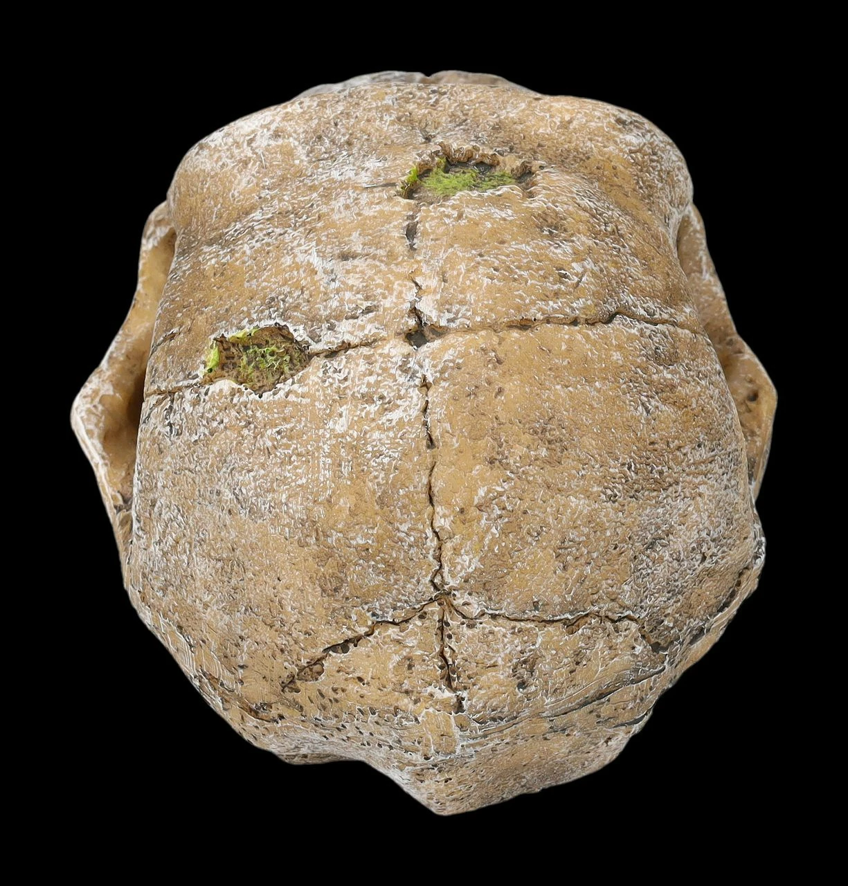 Aquarium Figur - Totenkopf Schimpanse 7 Aquarium Figur - Totenkopf Schimpanse – Bild 5