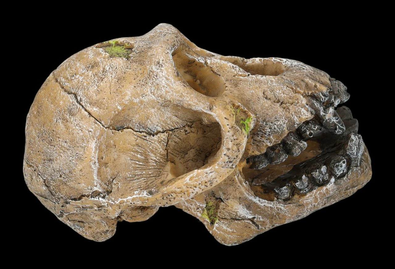 Aquarium Figur - Totenkopf Schimpanse 8 Aquarium Figur - Totenkopf Schimpanse – Bild 6