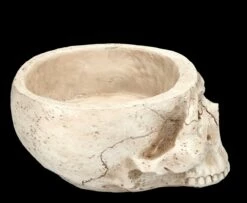 Totenkopf Pflanztopf Knochenfarben Groß -FIGUREN Verkäufe 2D FS24736 Totenkopf Pflanztopf Knochenfarben 4 1280x1280