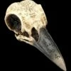 Totenkopf - Rabenschädel Mit Mytischen Symbolen -FIGUREN Verkäufe 2D FS25098 Totenkopf Rabensch del mit mystischen Symbolen 6 1280x1280