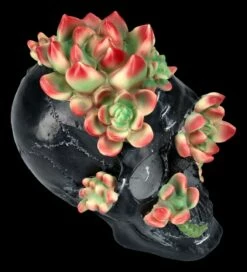 Totenkopf Figur Mit Sukkulenten -FIGUREN Verkäufe 2D FS25273 Totenkopf Figur mit Sukkulenten 8 1280x1280