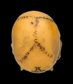 Totenkopf Mini - Lapillus Worry Skull -FIGUREN Verkäufe 2D FS25621 Totenkopf mini Lapillus Worry Skull 3 1280x1280