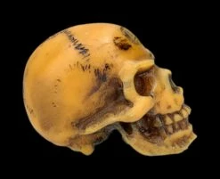 Totenkopf Mini - Lapillus Worry Skull -FIGUREN Verkäufe 2D FS25621 Totenkopf mini Lapillus Worry Skull 4 1280x1280