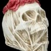 Totenkopf Mit Schleier Und Rosen - The Veil -FIGUREN Verkäufe 2D FS26692 Totenkopf mit Schleier und Rosen The Veil 5 1280x1280