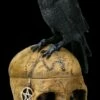 Ritual Schädel Schatulle Mit Krähe - Salems Familiar 2 Ritual Schädel Schatulle Mit Krähe - Salems Familiar -FIGUREN Verkäufe 2D ML10170 FNOW6861 L Ersatzbilder 17 1280x1280