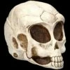 Alien Totenkopf -FIGUREN Verkäufe 2D ML10526 Ersatzbilder 6 1280x1280