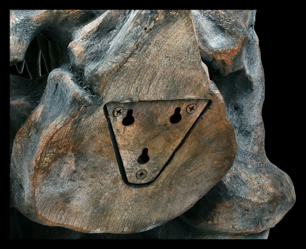 Totenkopf - Tyrannosaurus Rex - Groß 8 Totenkopf - Tyrannosaurus Rex - Groß – Bild 6