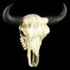 Amerikanischer Büffelschädel 2 Amerikanischer Büffelschädel -FIGUREN Verkäufe 3246 0 buffalo skull 1280x1280