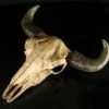 Büffelschädel 2 Büffelschädel -FIGUREN Verkäufe 4801 0 bueffelschaedel 1280x1280